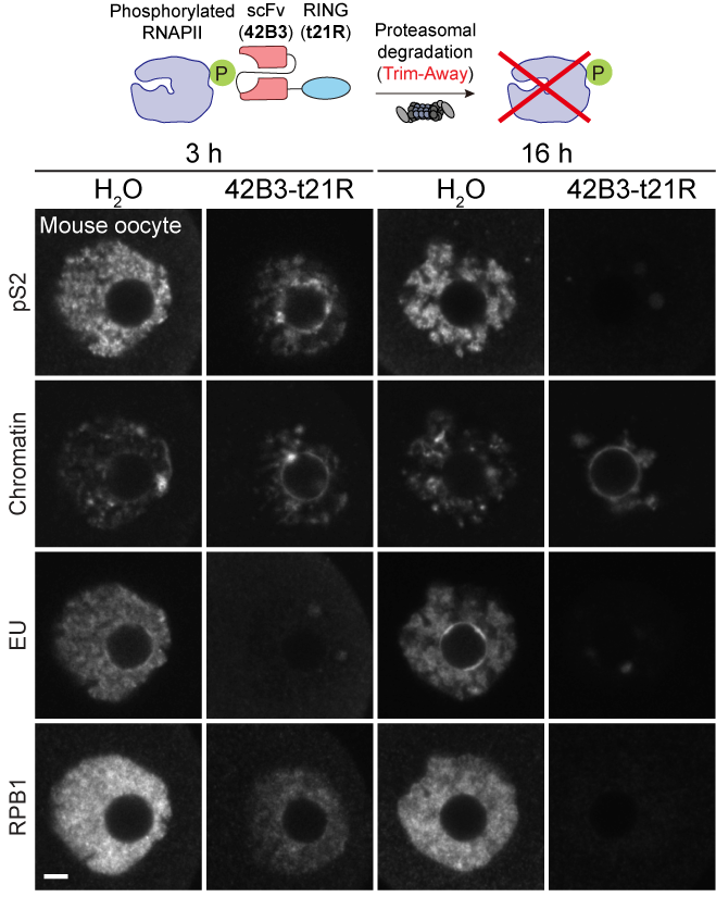 20251217-Nat Commun、Nat Aging、J Ovarian Res-苏俊-3.利用新开发的miniTrim-Away技术降解内源RNAPII并重现NSN向SN转变的表型.png