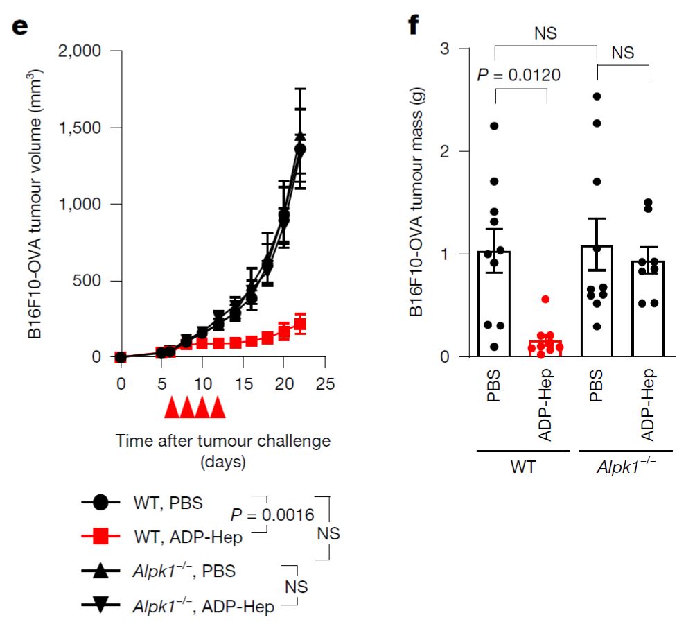 20251210-Nature-邵峰-1. ALPK1 激活驱动小鼠抗肿瘤反应.jpg