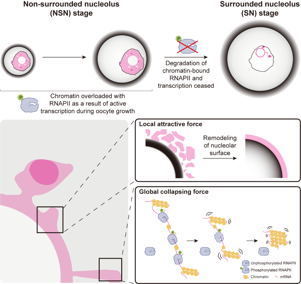 20251217-Nat Commun、Nat Aging、J Ovarian Res-苏俊-4.本研究提出的哺乳动物卵母细胞染色质成熟的机制.png