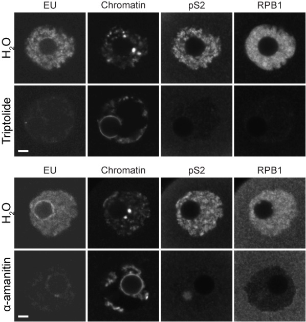 20251217-Nat Commun、Nat Aging、J Ovarian Res-苏俊-2.RNAPII抑制剂能体外诱导卵母细胞染色质的NSN向SN转变.png